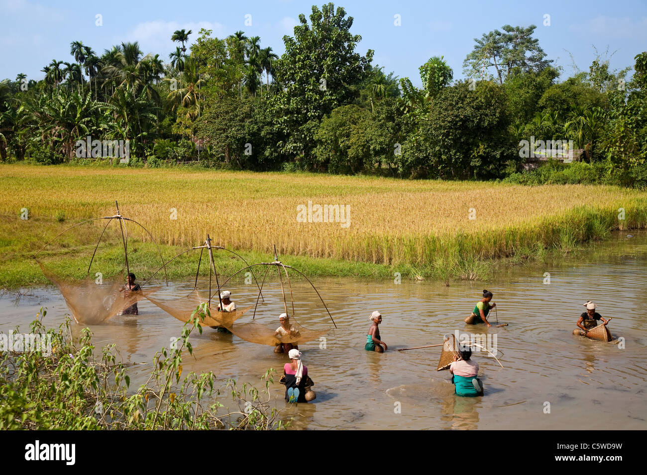 Local Assamese women catch fish in shallow muddy water in traditional style. Assam, Northeast India. Stock Photo