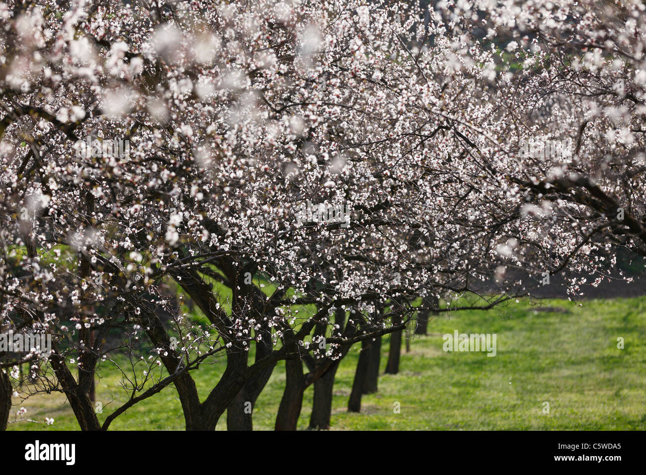 Austria, Lower Austria, Wachau, Rows of apricot blossom in field Stock