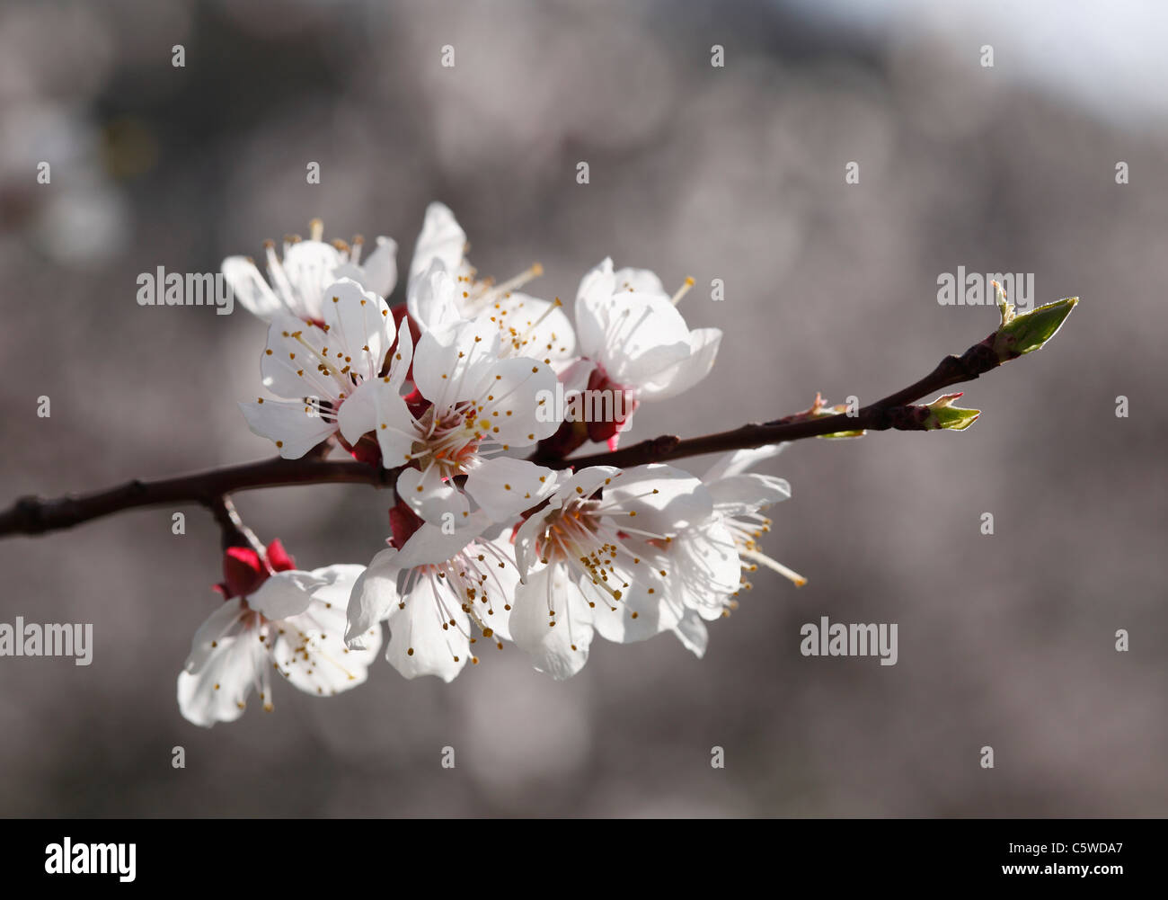 Austria, Lower Austria, Wachau, Twig of apricot blossoms, close up Stock Photo