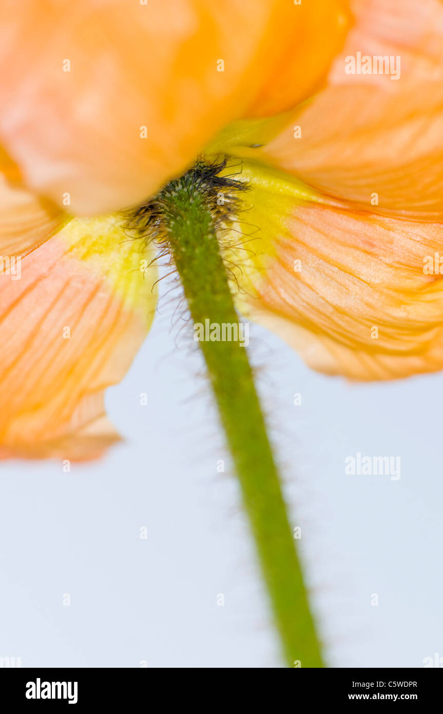 Iceland poppy (Papaver nudicaule), close-up Stock Photo