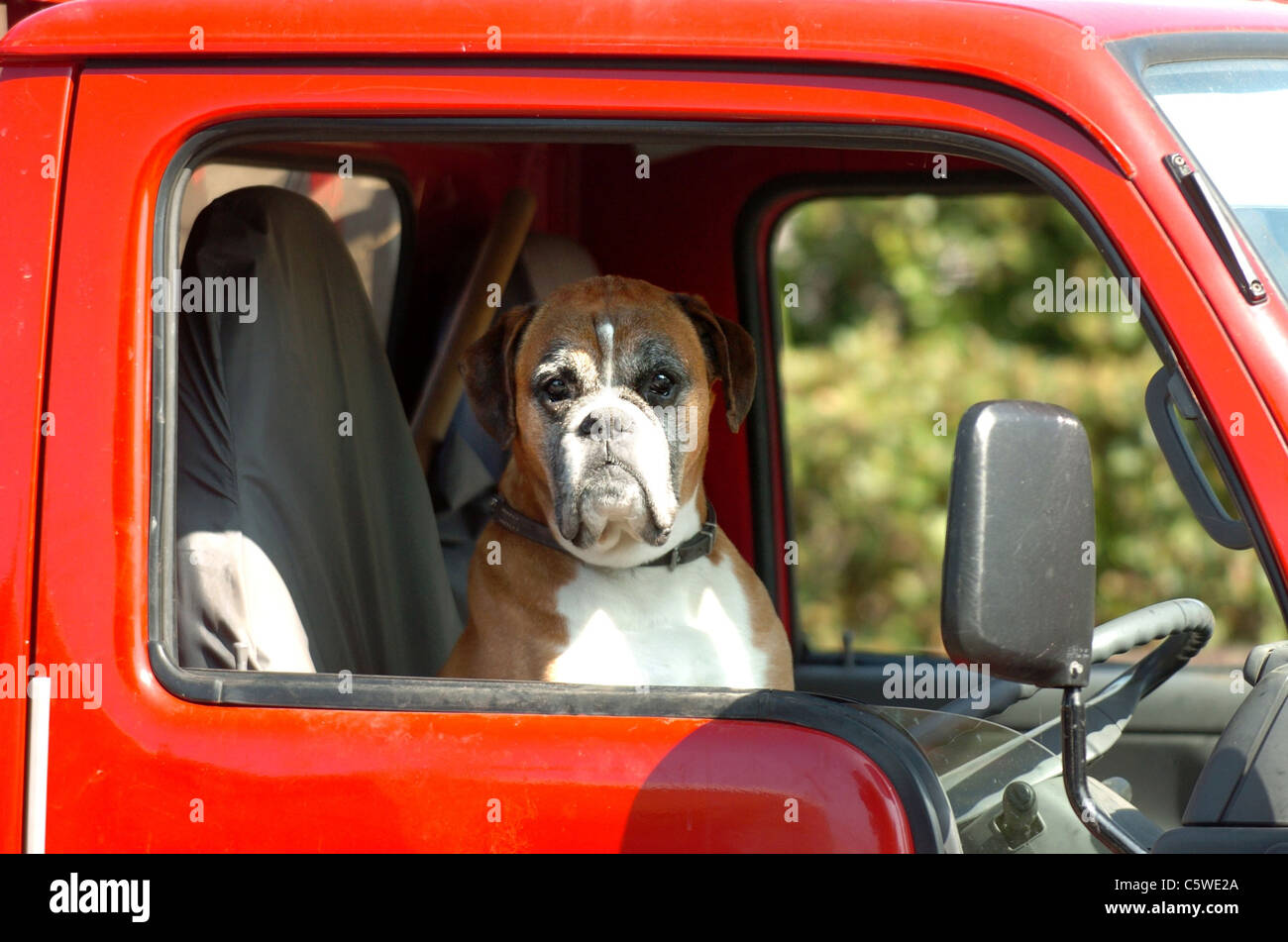 Hot Dog - This grumpy looking hound was spotted taking a break from the traffic and heat whilst parked in Brighton Stock Photo