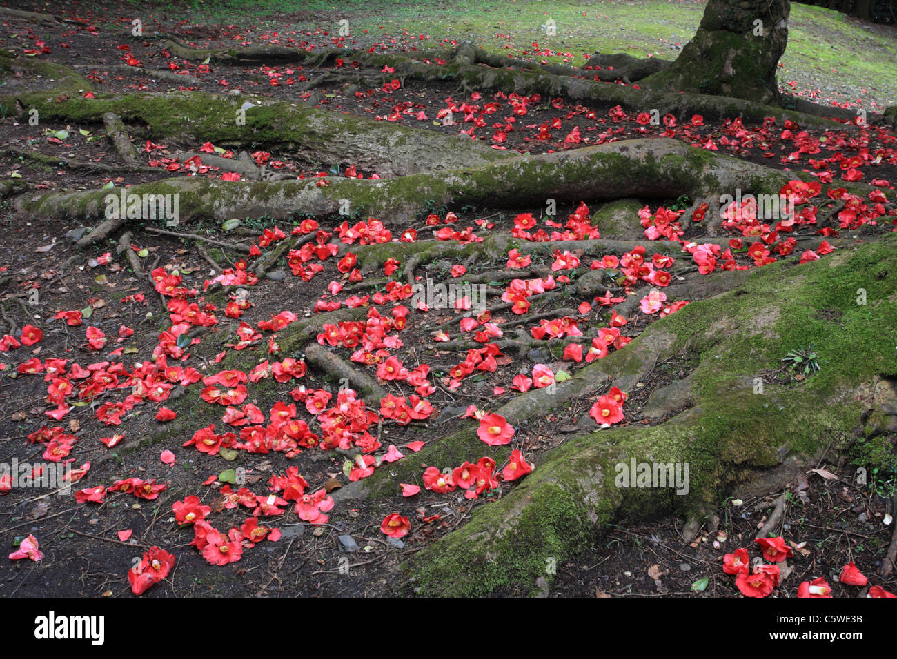 Fallen Camellia of Hanajiri Forest, Kyoto, Kyoto, Japan Stock Photo Alamy