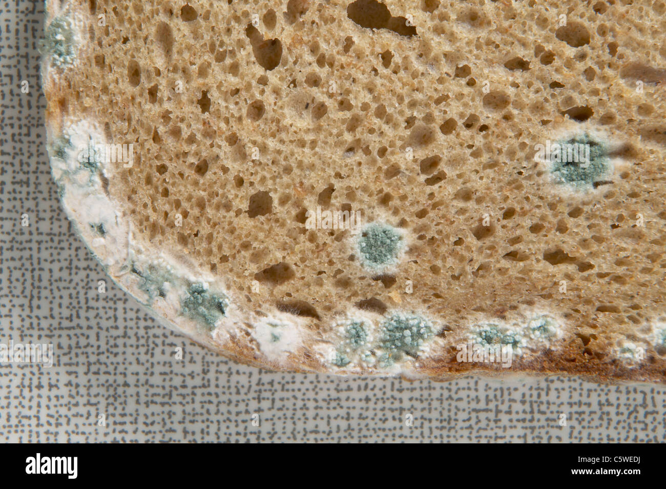 Mold on bread close up stock image. Image of fungi, eating - 191500871