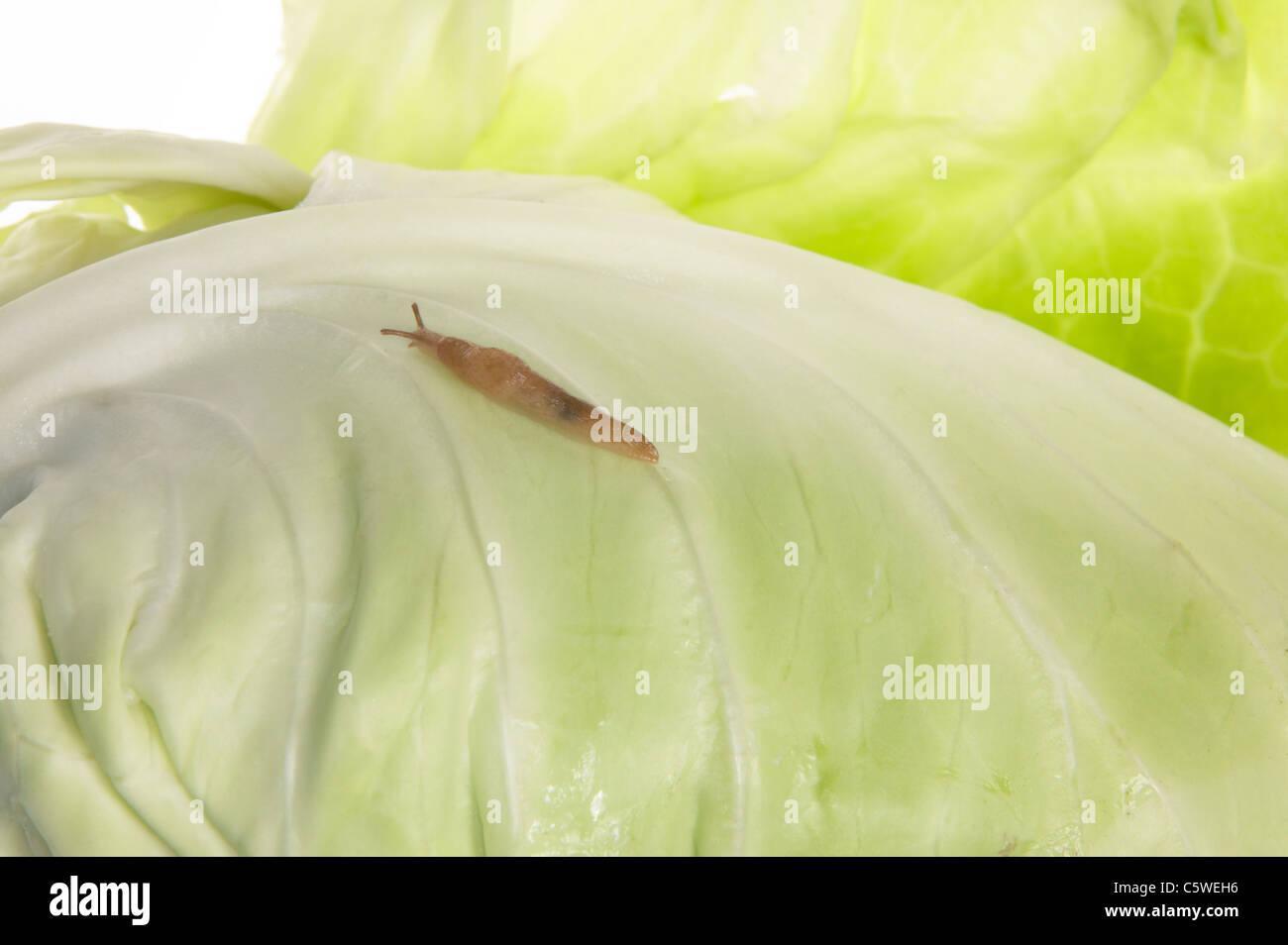 Slug on pointed cabbage hires stock photography and images Alamy