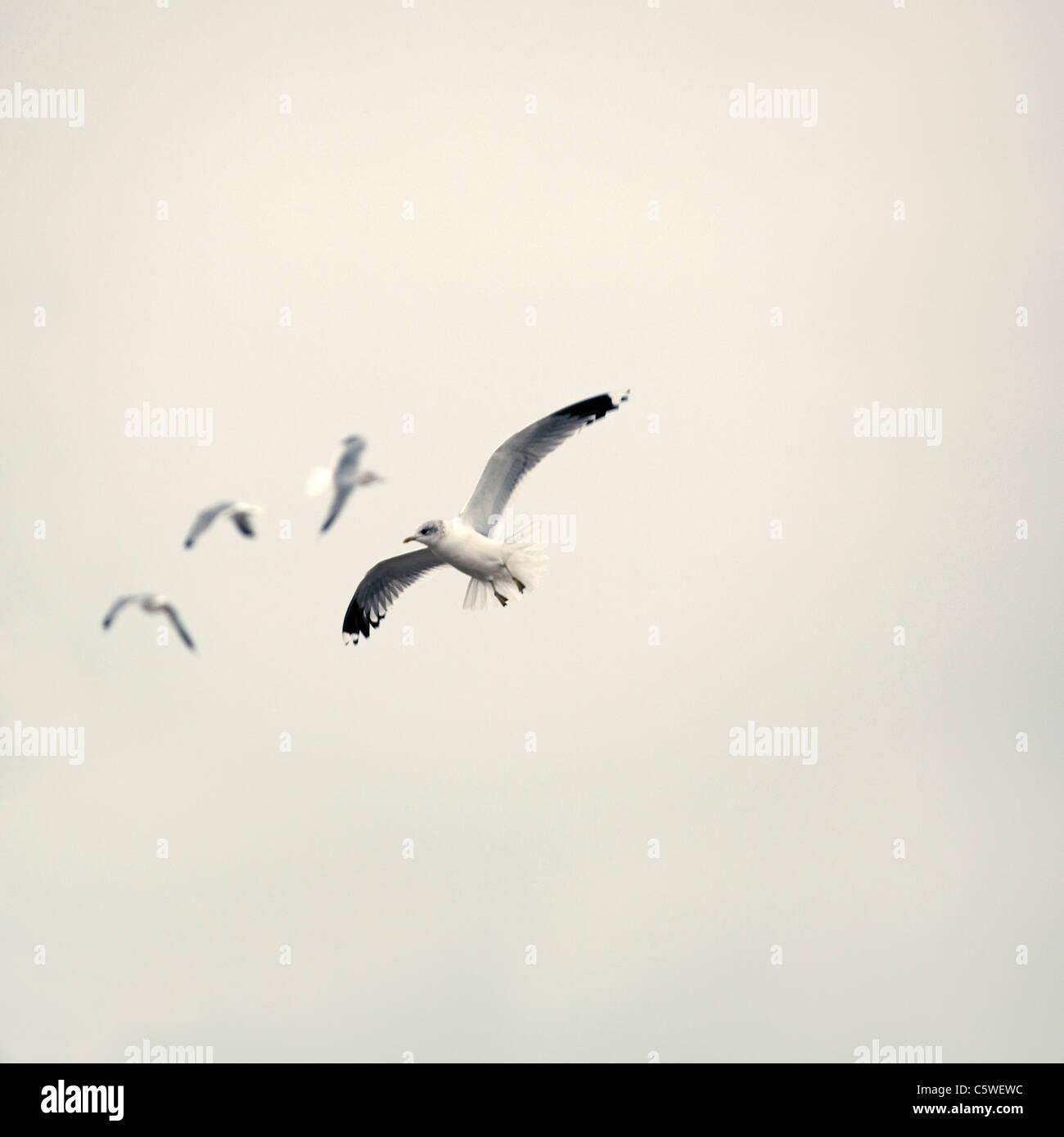 Germany, Sankt Peter Ording, Seagulls in flight Stock Photo