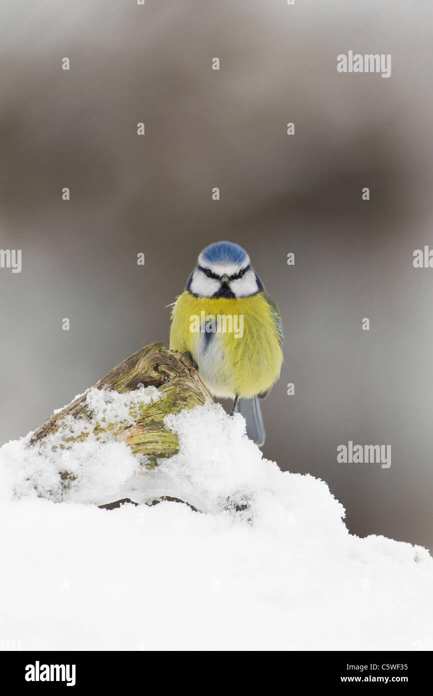 Blue Tit (Parus caeruleus), adult perched on log in snow. Stock Photo