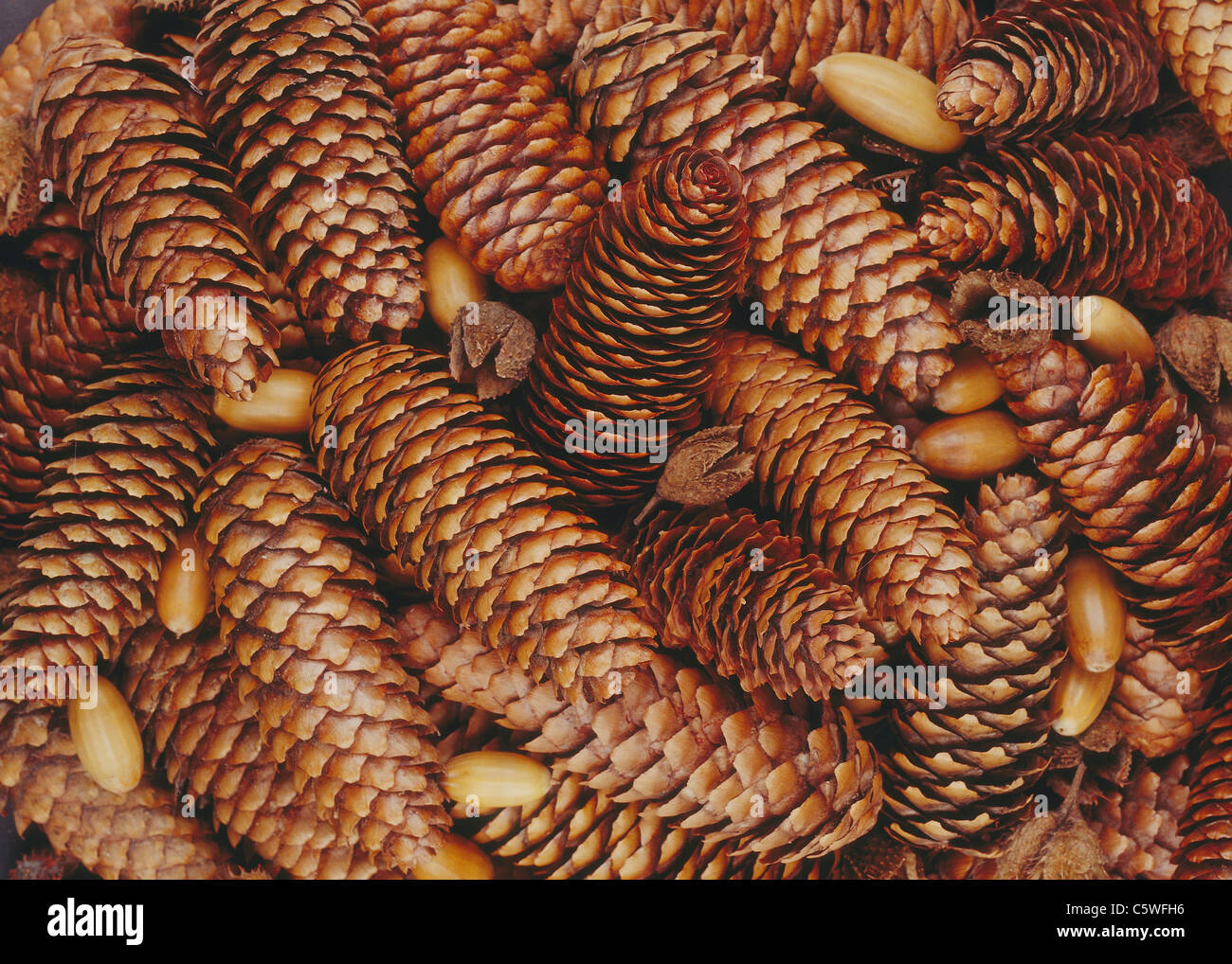 Pine cones background, close up Stock Photo