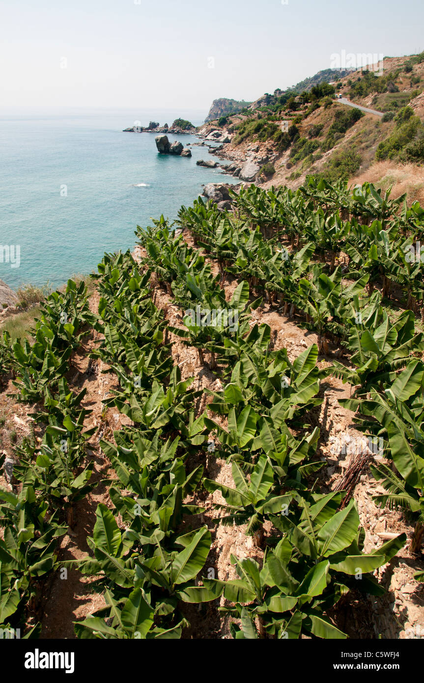 Seashore Beach Coast Sea South Turkey banana tree farm bananas farmer trees between Antalya and Alanya Stock Photo
