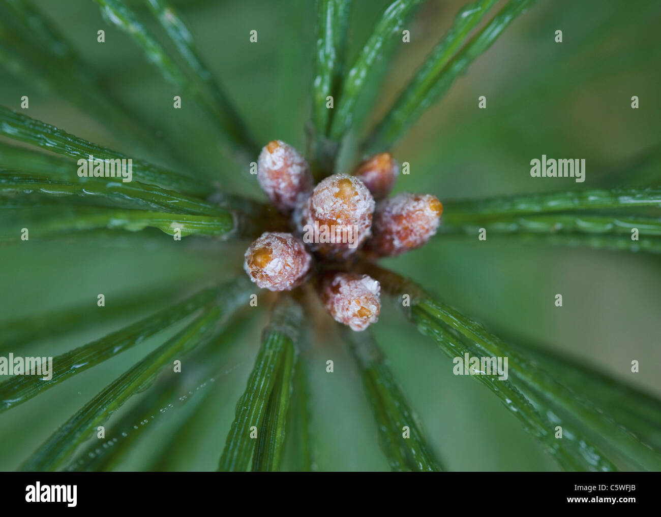 Germany, Pine Cone Buds Stock Photo - Alamy