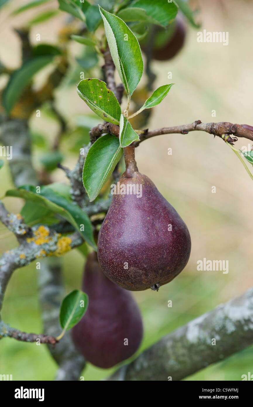 Pyrus. Pear Red Williams on the tree Stock Photo