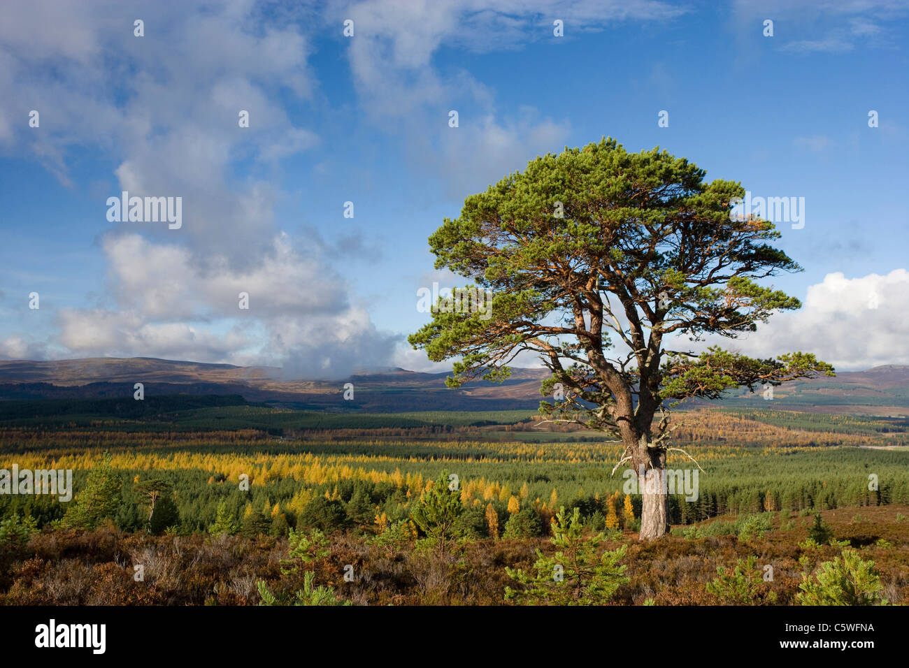 Scots Pine (Pinus sylvestris) on moorland. Strathspey, Cairngorms National Park, Scotland, Great Britain. Stock Photo