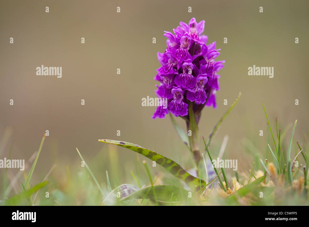 Heath Spotted Orchid (Dactylorhiza maculata), purple flower spike. Shetland, Scotland, Great Britain. Stock Photo