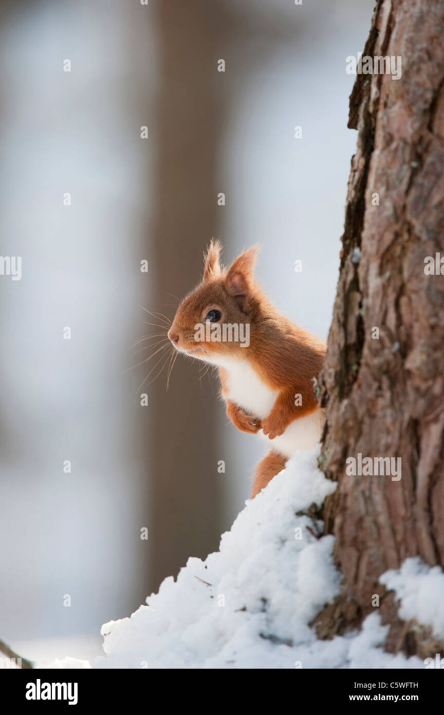 Red Squirrel (Sciurus vulgaris). Adult in snow in pine forest. Stock Photo