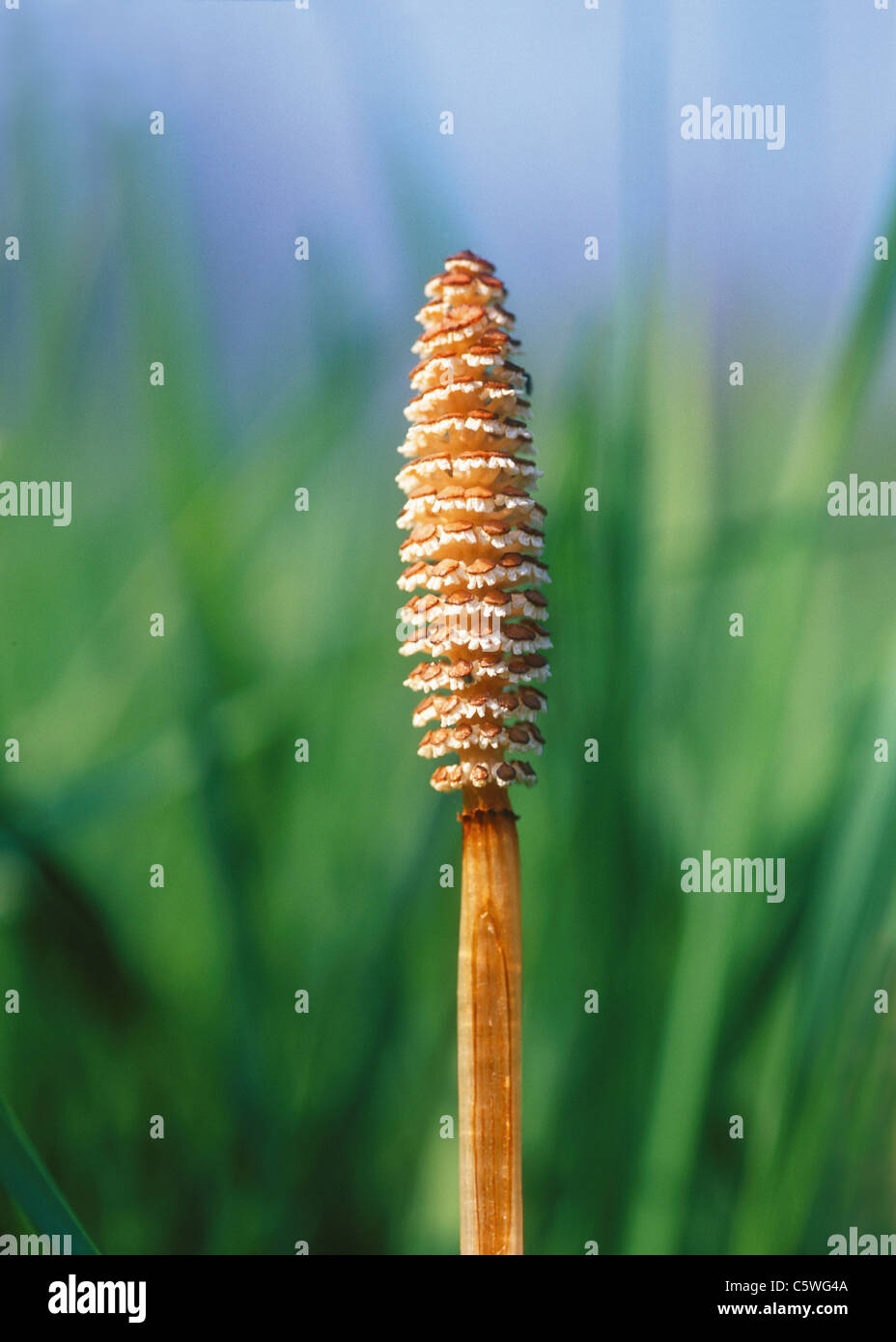 Germany, Horsetai, inflorescence in meadow Stock Photo