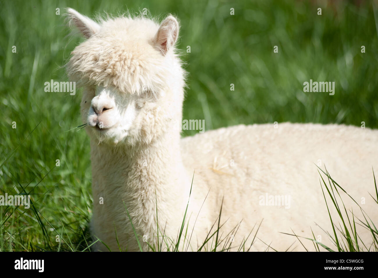 White fluffy Alpaka lying in the meadow Stock Photo