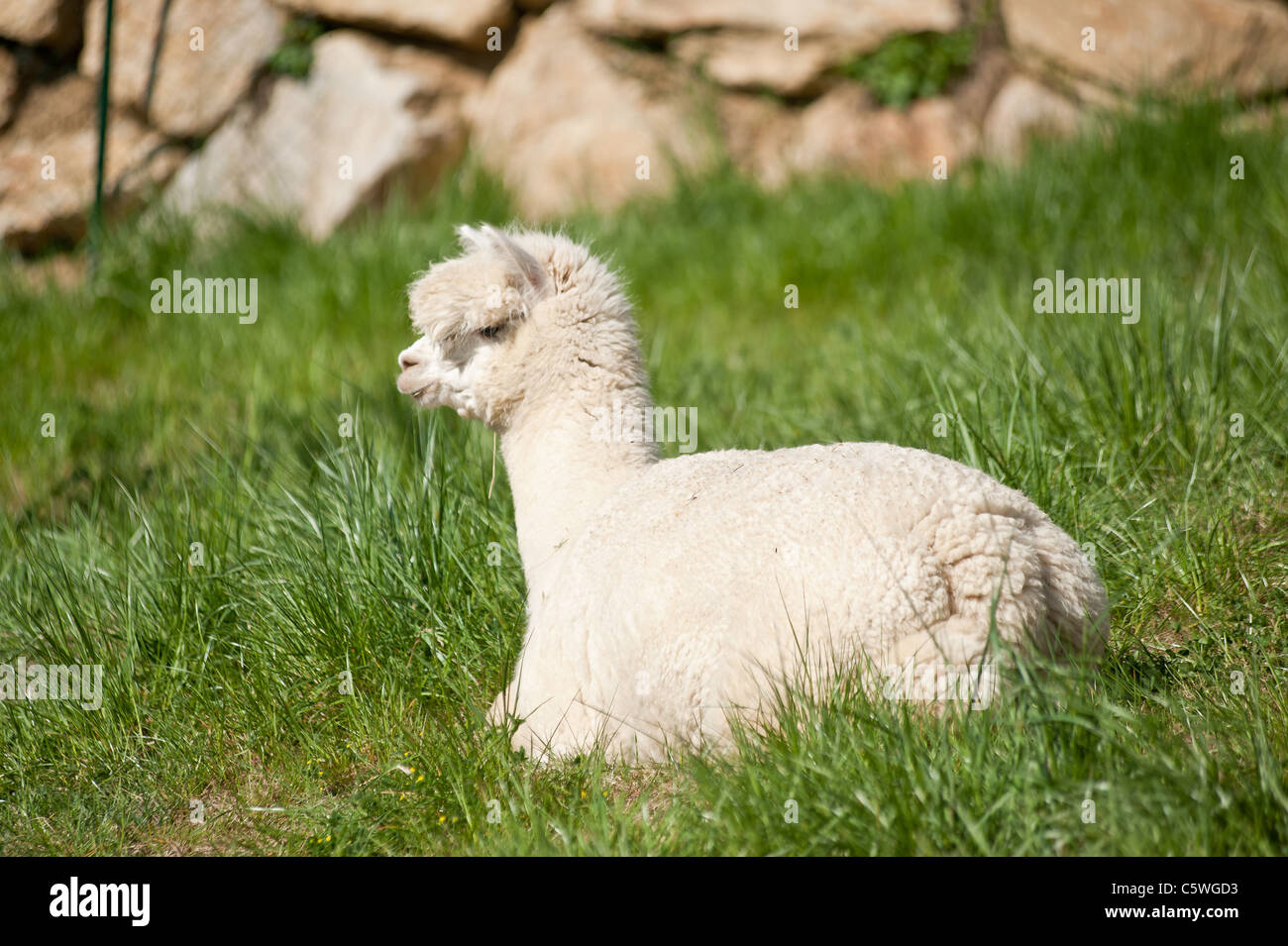 White fluffy Alpaka lying in the Grass Stock Photo