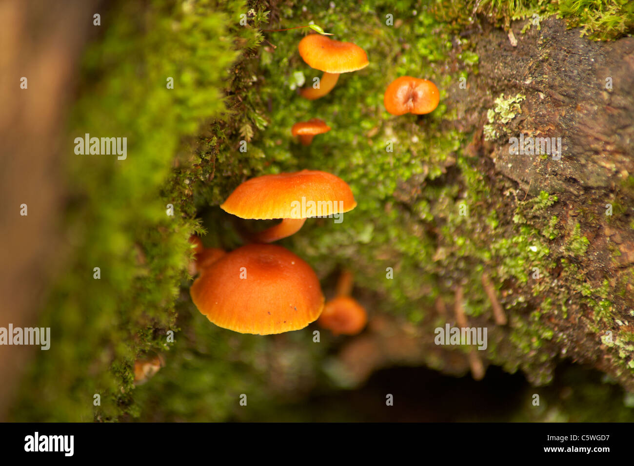 Fungi growing on tree bark Stock Photo