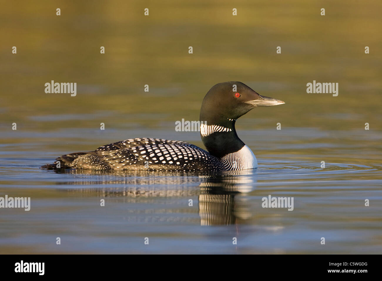 Common Loon, Great Northern Diver (Gavia immer). Adult in summer plumage on lake. Stock Photo