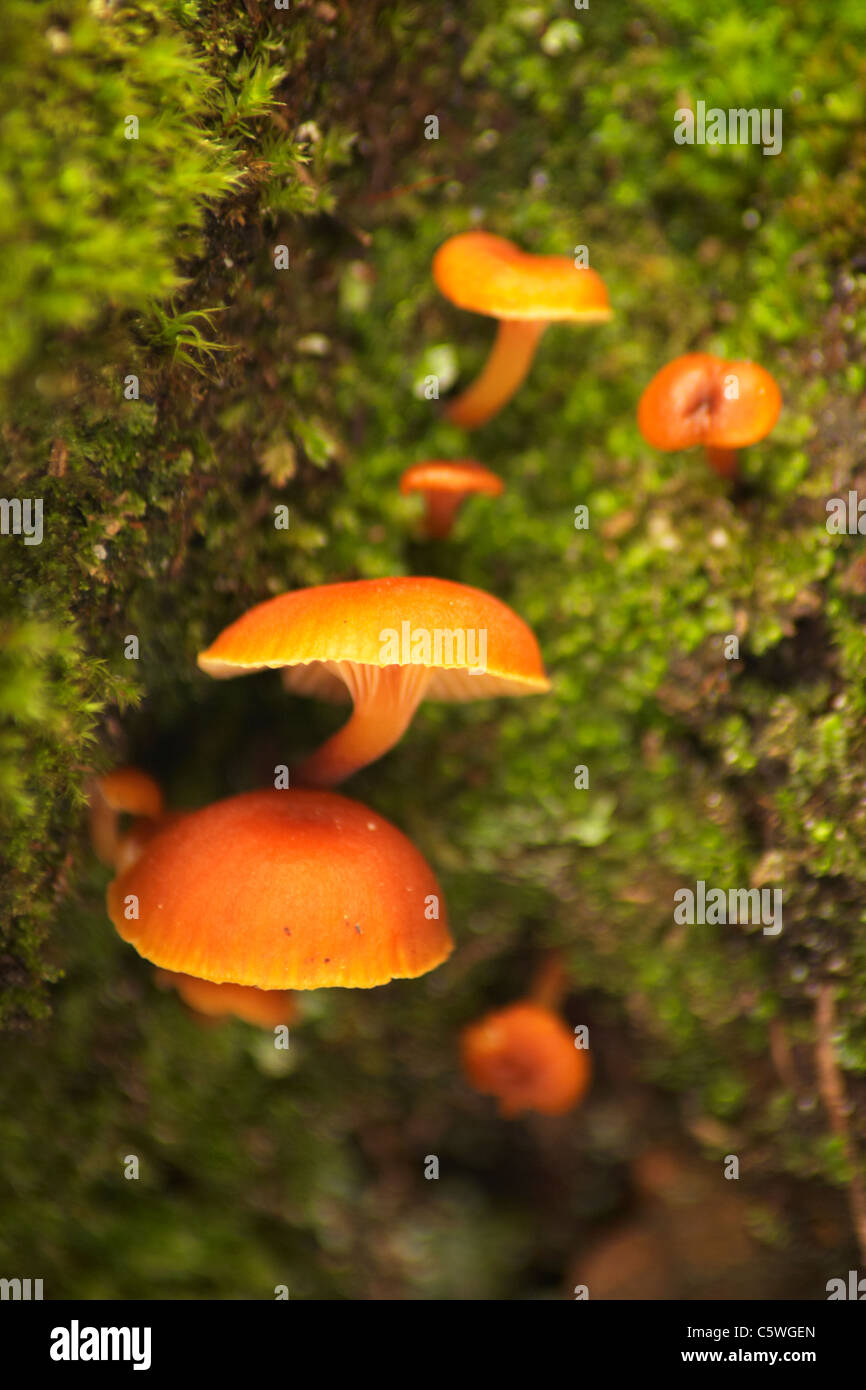 Fungi growing on tree bark Stock Photo