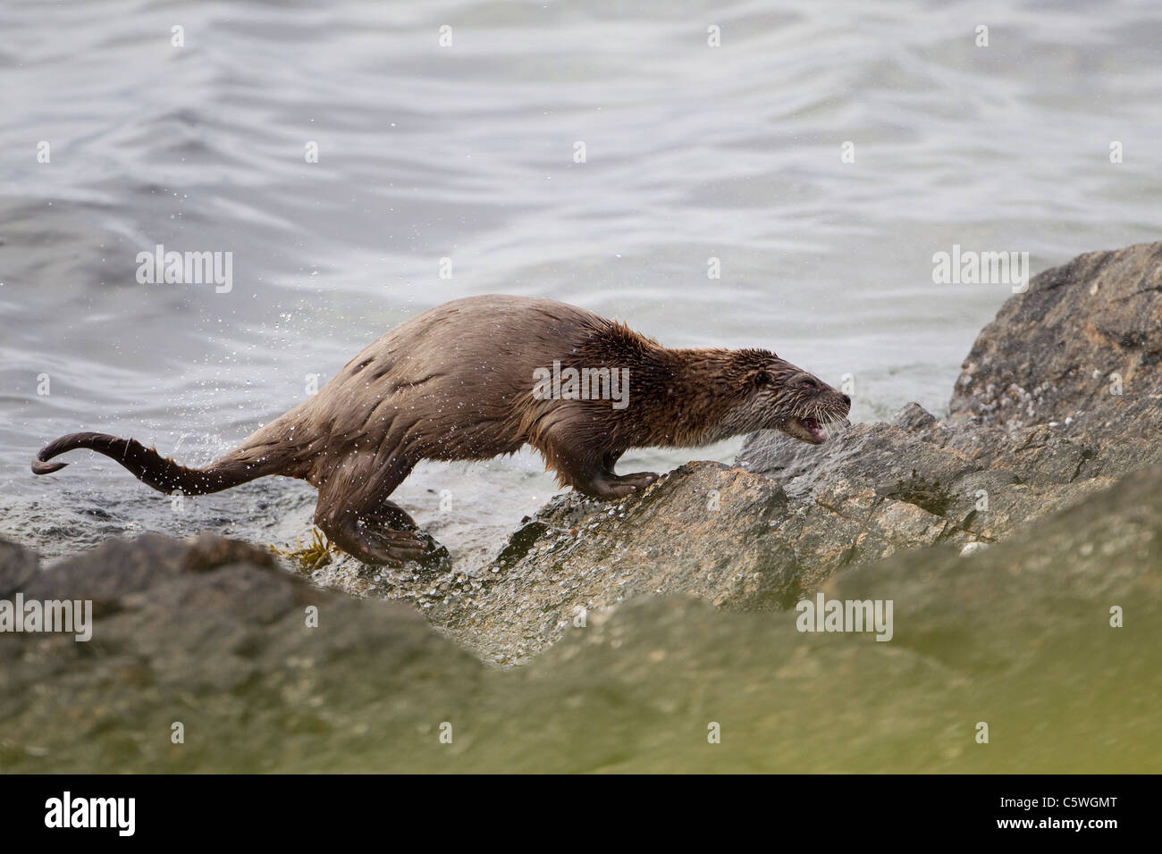 European River Otter (Lutra lutra) shaking water from coat on rocky coast. Shetland, Scotland, Great Britain. Stock Photo
