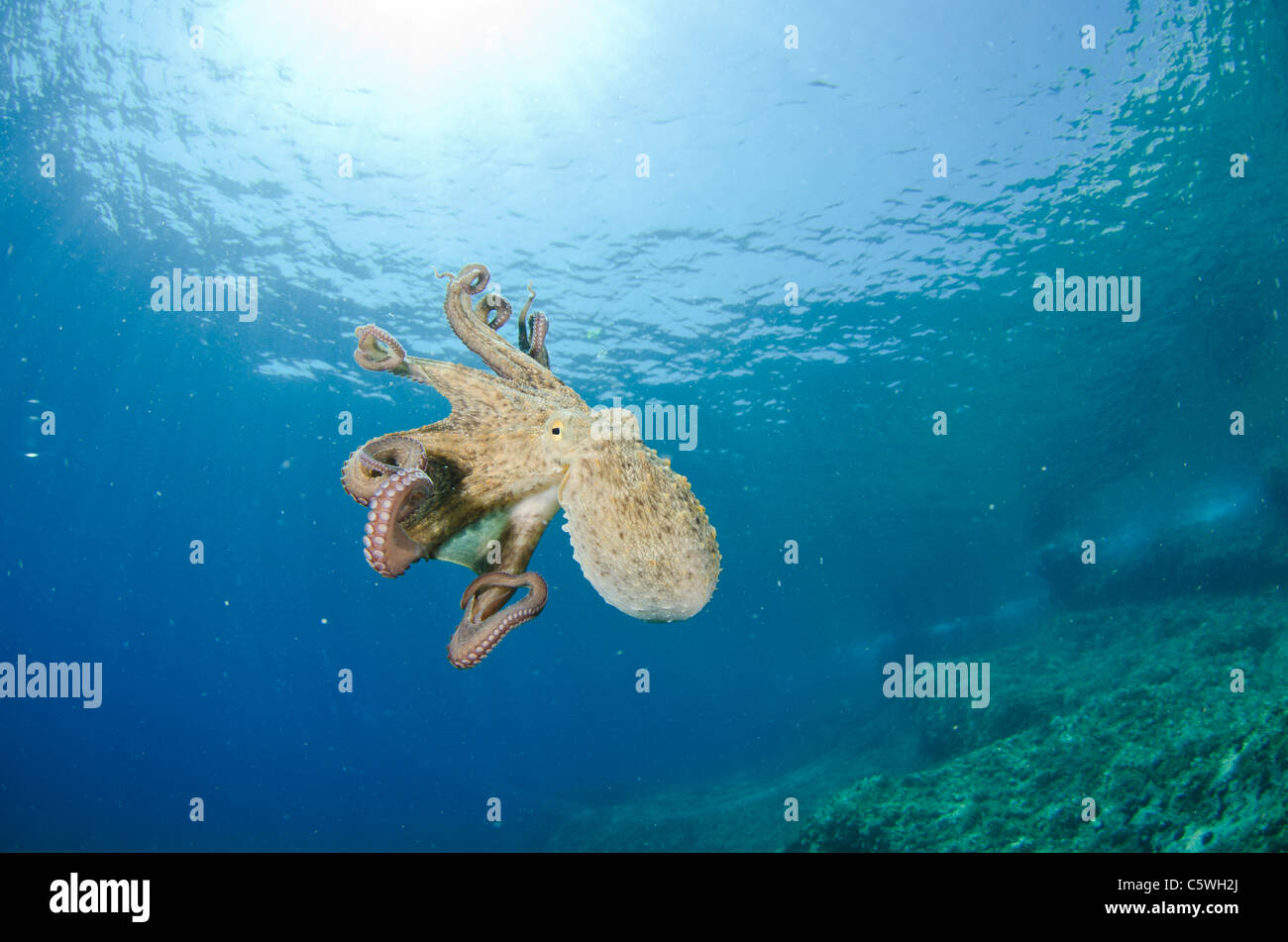 Common octopus, Octopus vulgaris, Kornati, Croatia, Mediterranean Stock Photo
