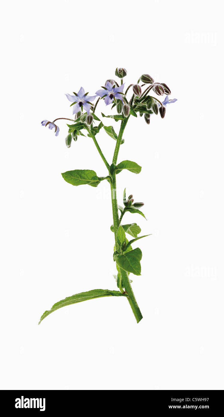 Borage against white background Stock Photo