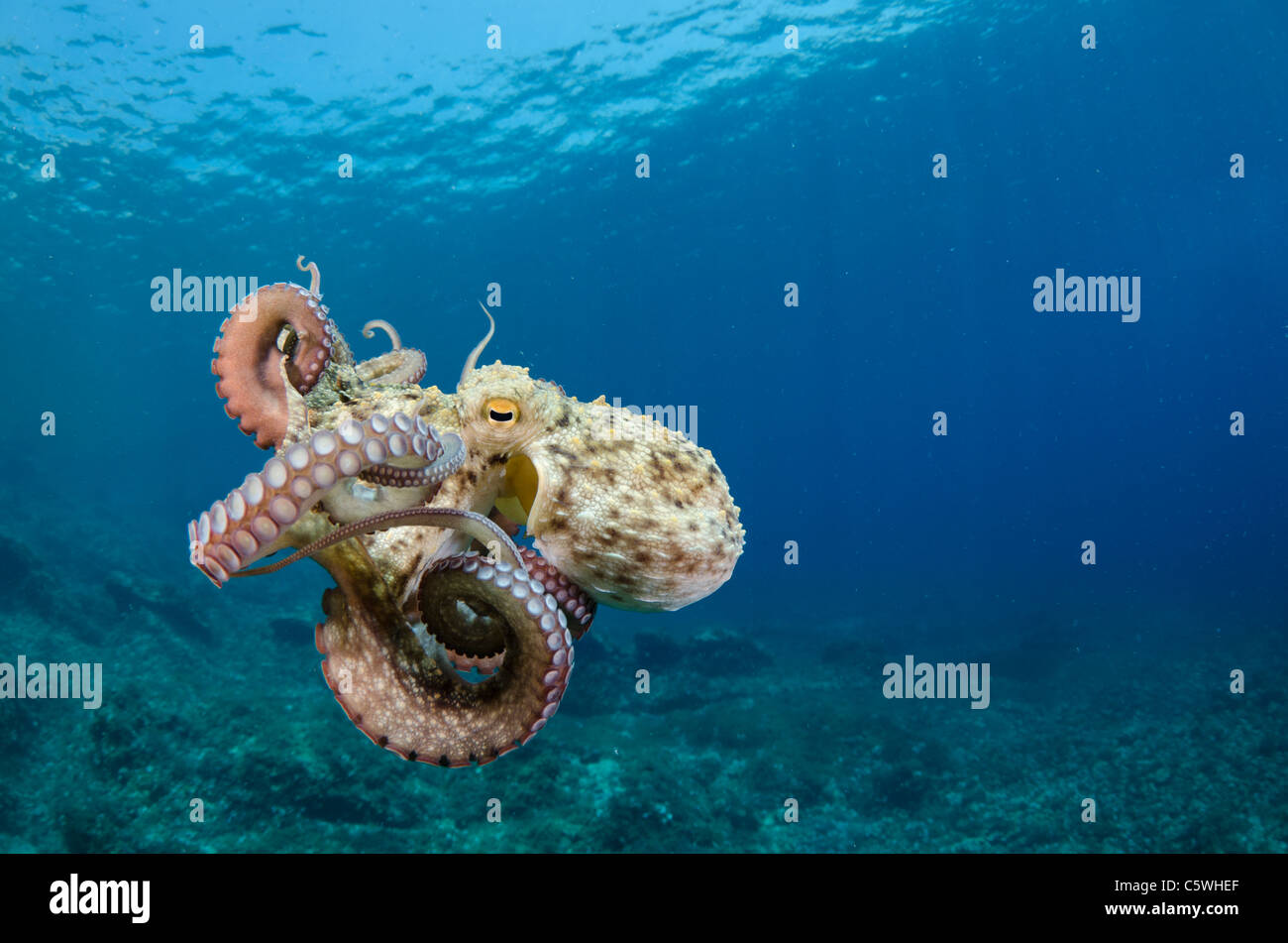 Common octopus, Octopus vulgaris, Kornati, Croatia, Mediterranean Stock Photo Alamy