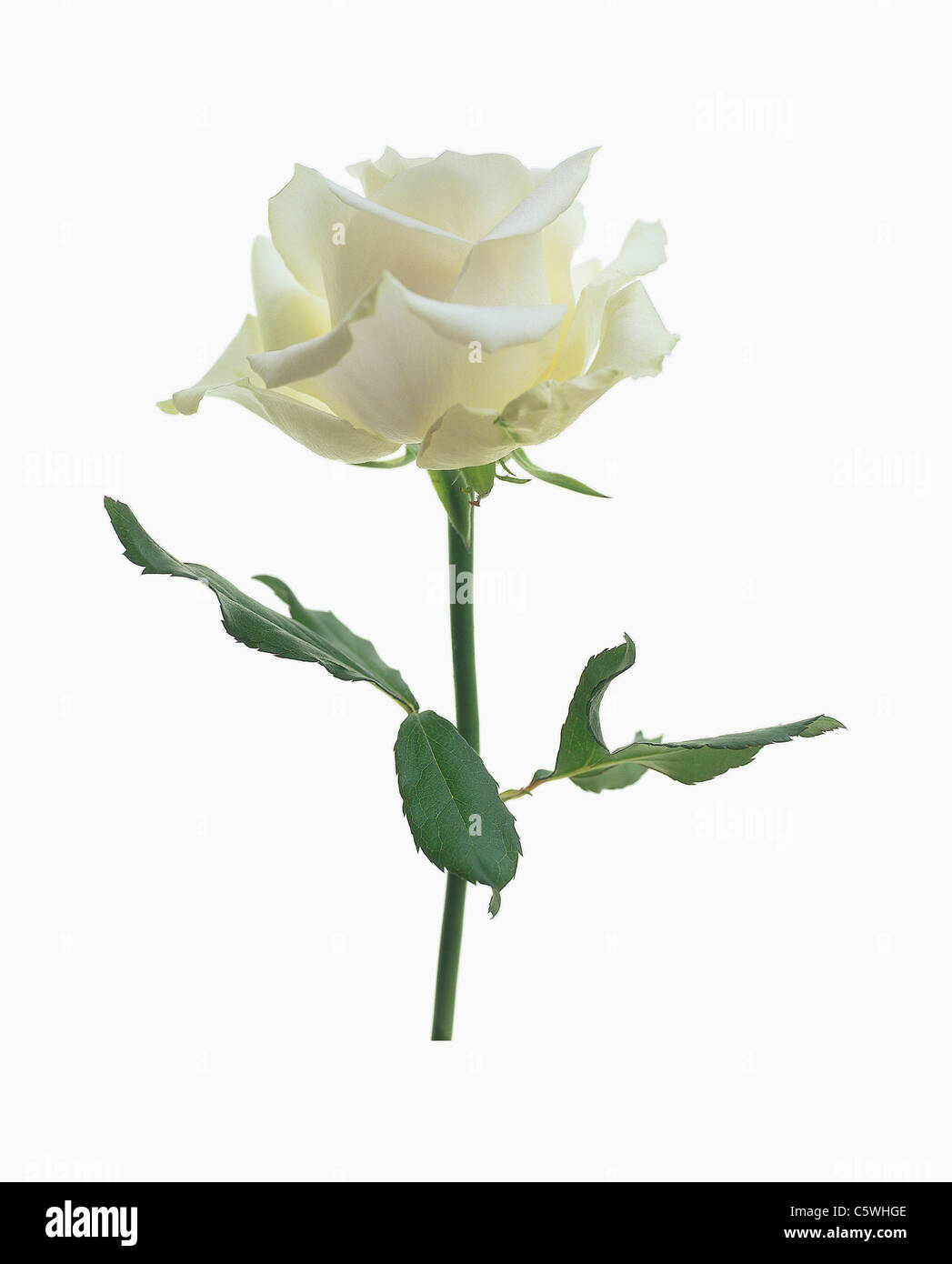 White rose against white background, close up Stock Photo
