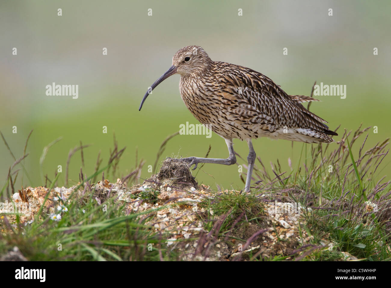 Curlew (Numenius arquata), adult in breeding habitat. Shetland, Scotland, Great Britain. Stock Photo