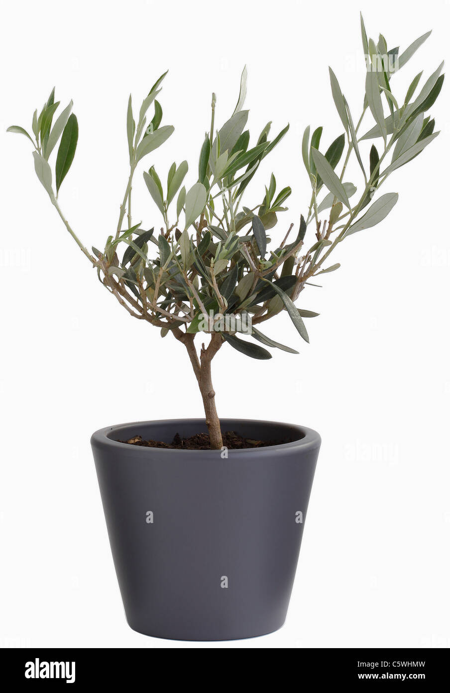 Olive tree in flower pot against white background, close up Stock Photo