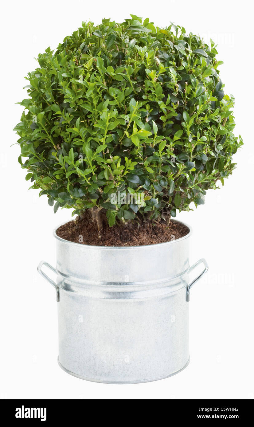 Boxwood in flowerpot against white background, close up Stock Photo