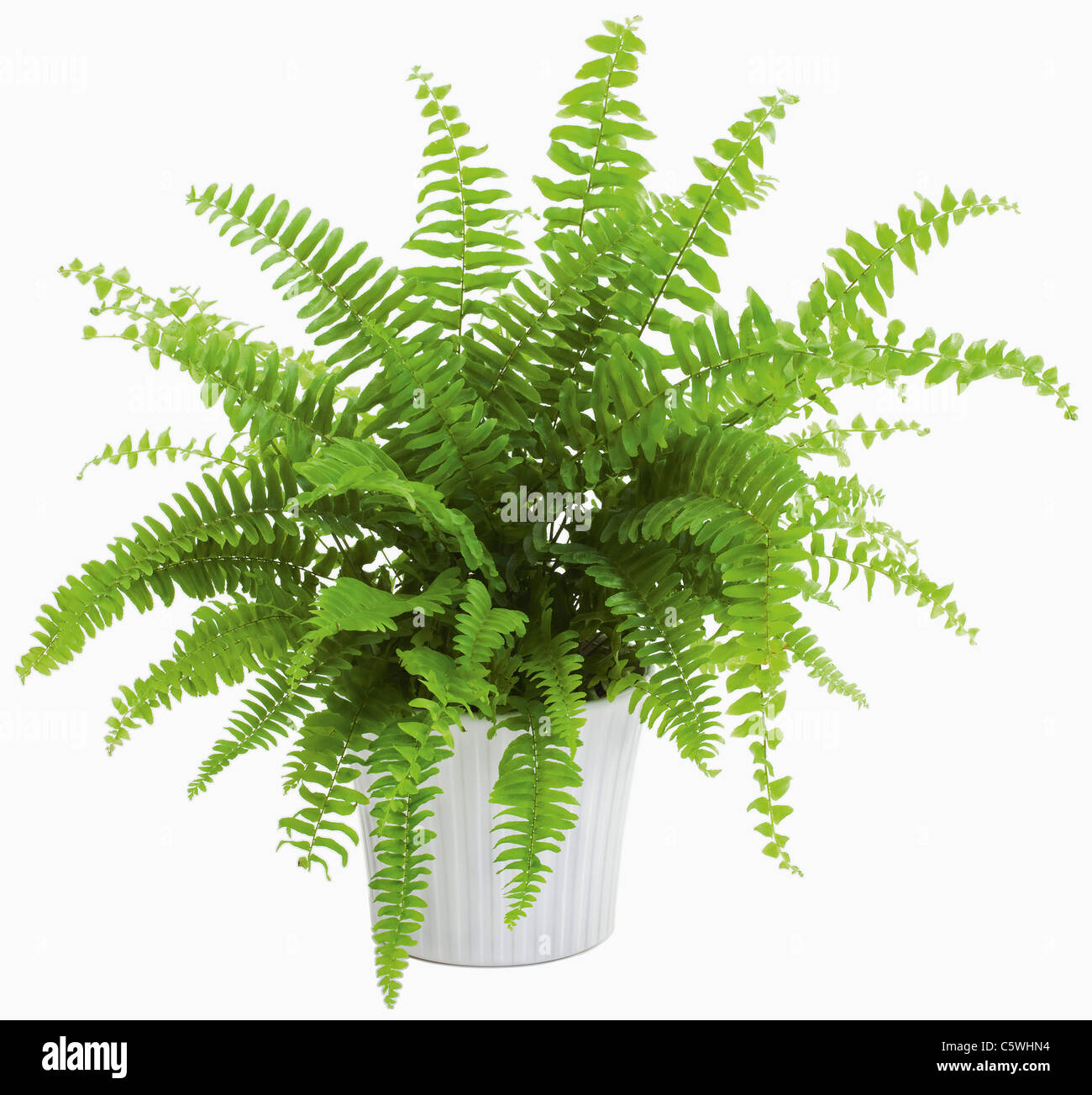 Fern in pot against white background, close up Stock Photo Alamy