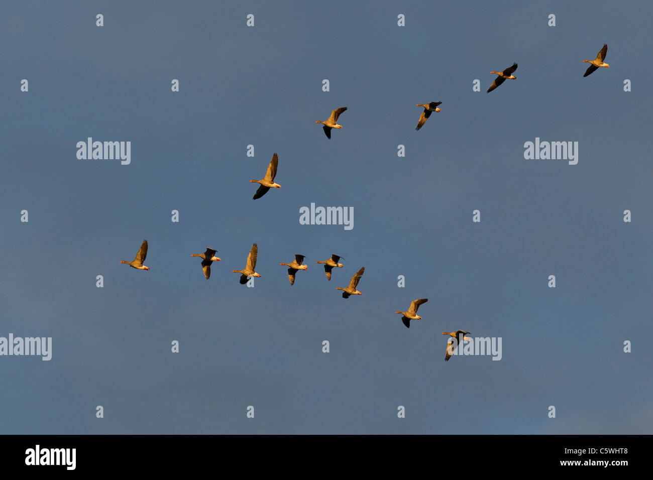 Graylag Goose, Greylag Goose (Anser anser), flock flying in 'V' formation. Stock Photo