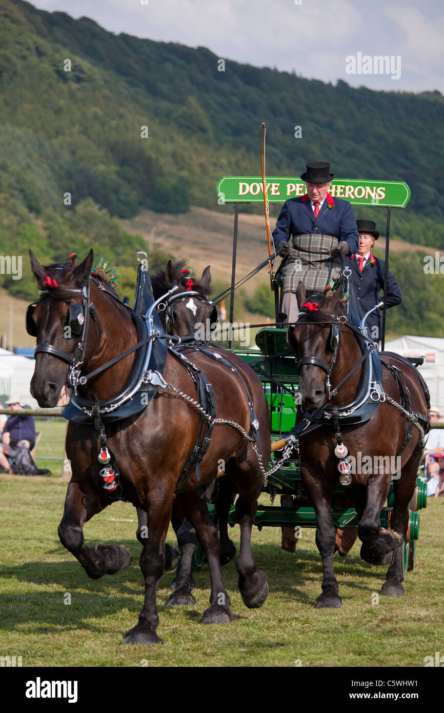 Heavy Horse Turnouts at the Bakewell Show, Bakewell, Derbyshire, England, UK Stock Photo