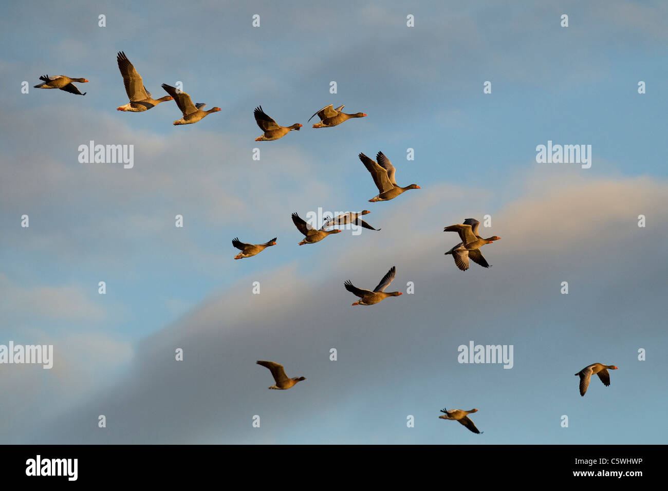 Graylag Goose, Greylag Goose (Anser anser), flock in flight. Stock Photo