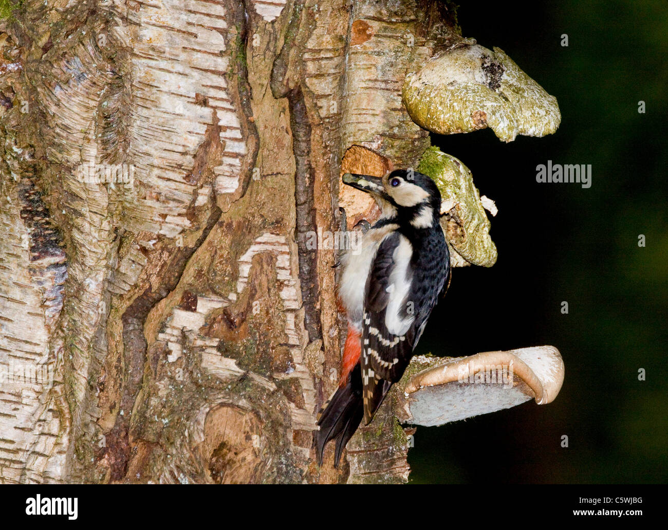 Greater Spotted Woodpecker Going In To Its Nest Stock Photo Alamy greater-spotted-woodpecker-going-in-to-its-nest-stock-photo-alamy