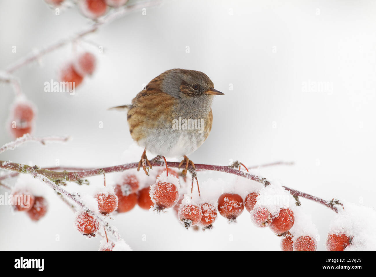 Hedgesparrow, Hedge Accentor, Dunnock (Prunella modularis), adult perched in crab apple tree in snow. Stock Photo