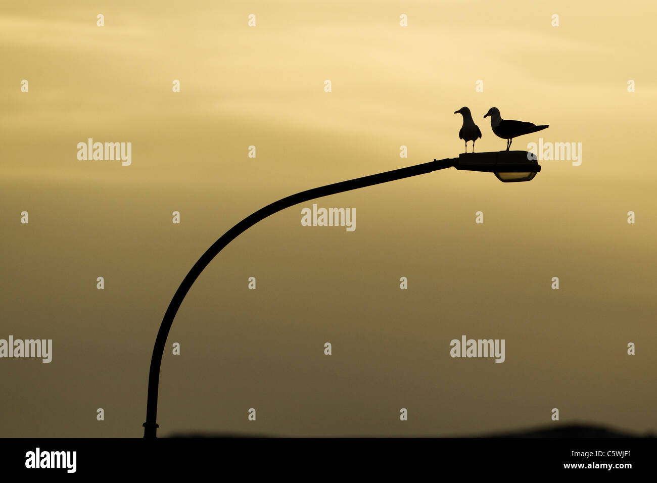 Lesser Black-backed Gull (Larus fuscus). Pair perched on street light at sunrise, Iceland. Stock Photo