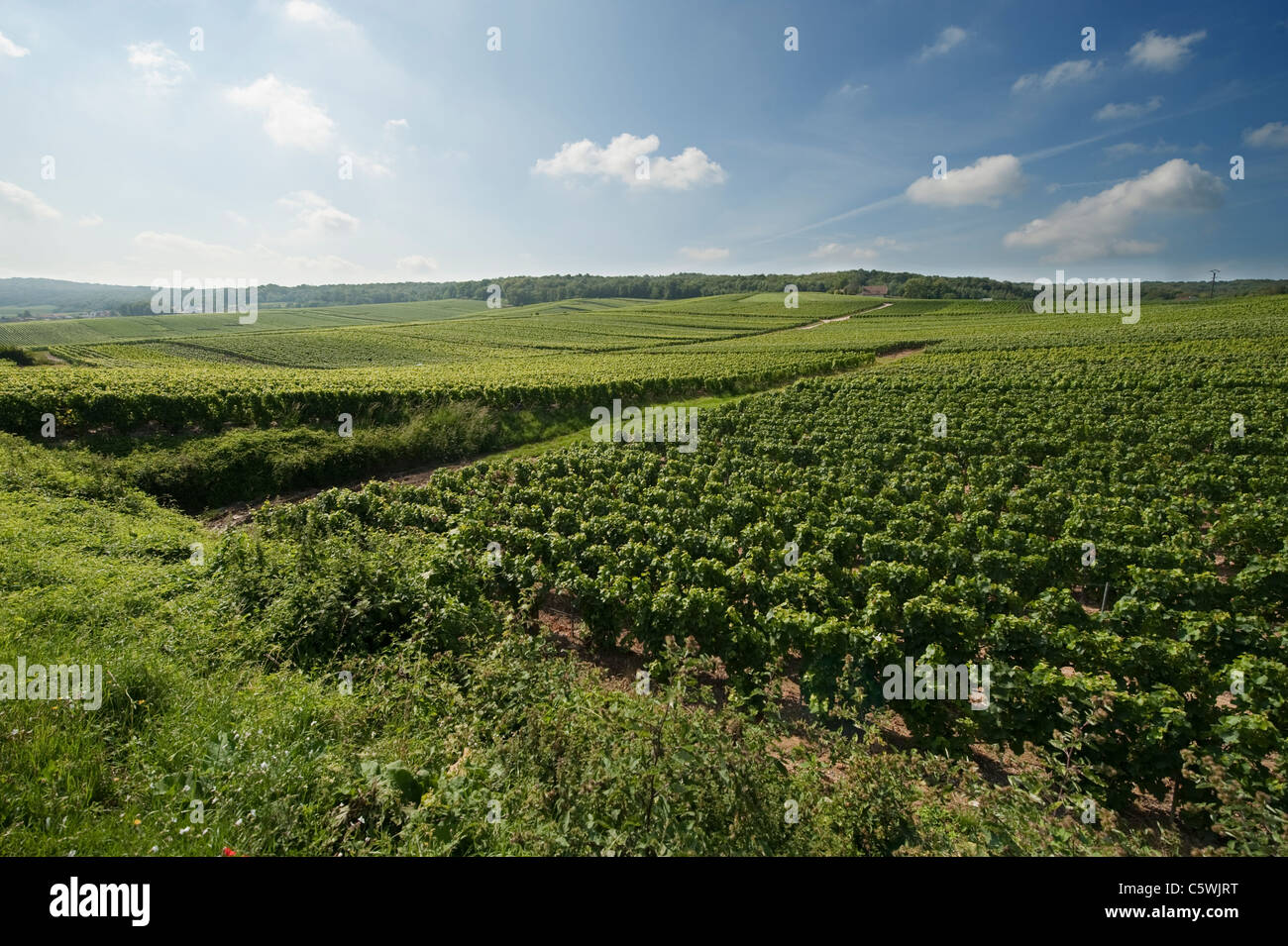 Champagne Vineyards on the Montagne de Reims at Chigny les Roses in ...
