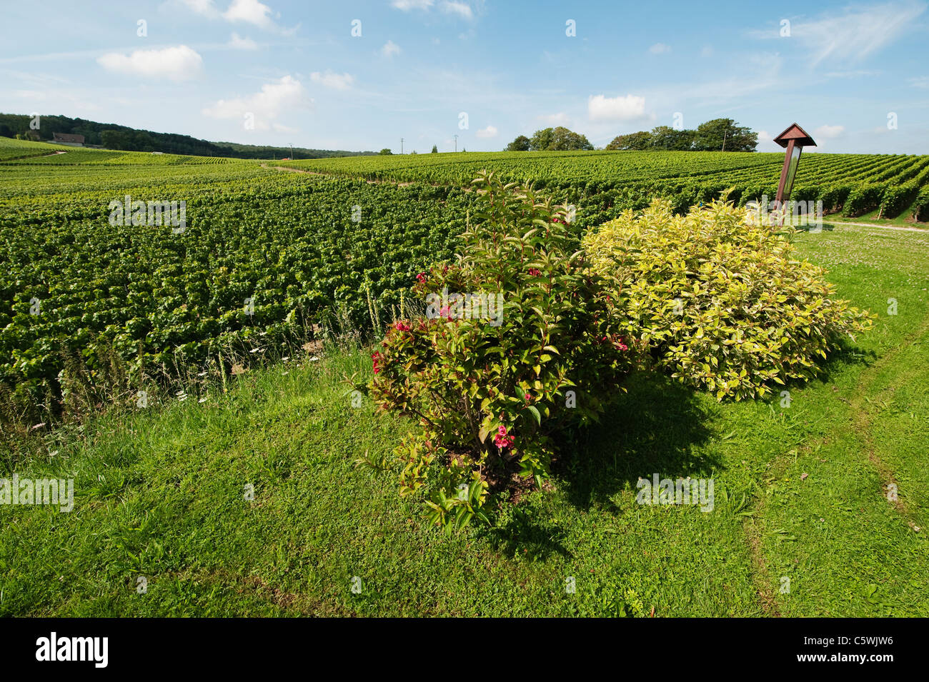 Champagne vineyard at Chigny Les Roses on the Montagne de Reims in ...