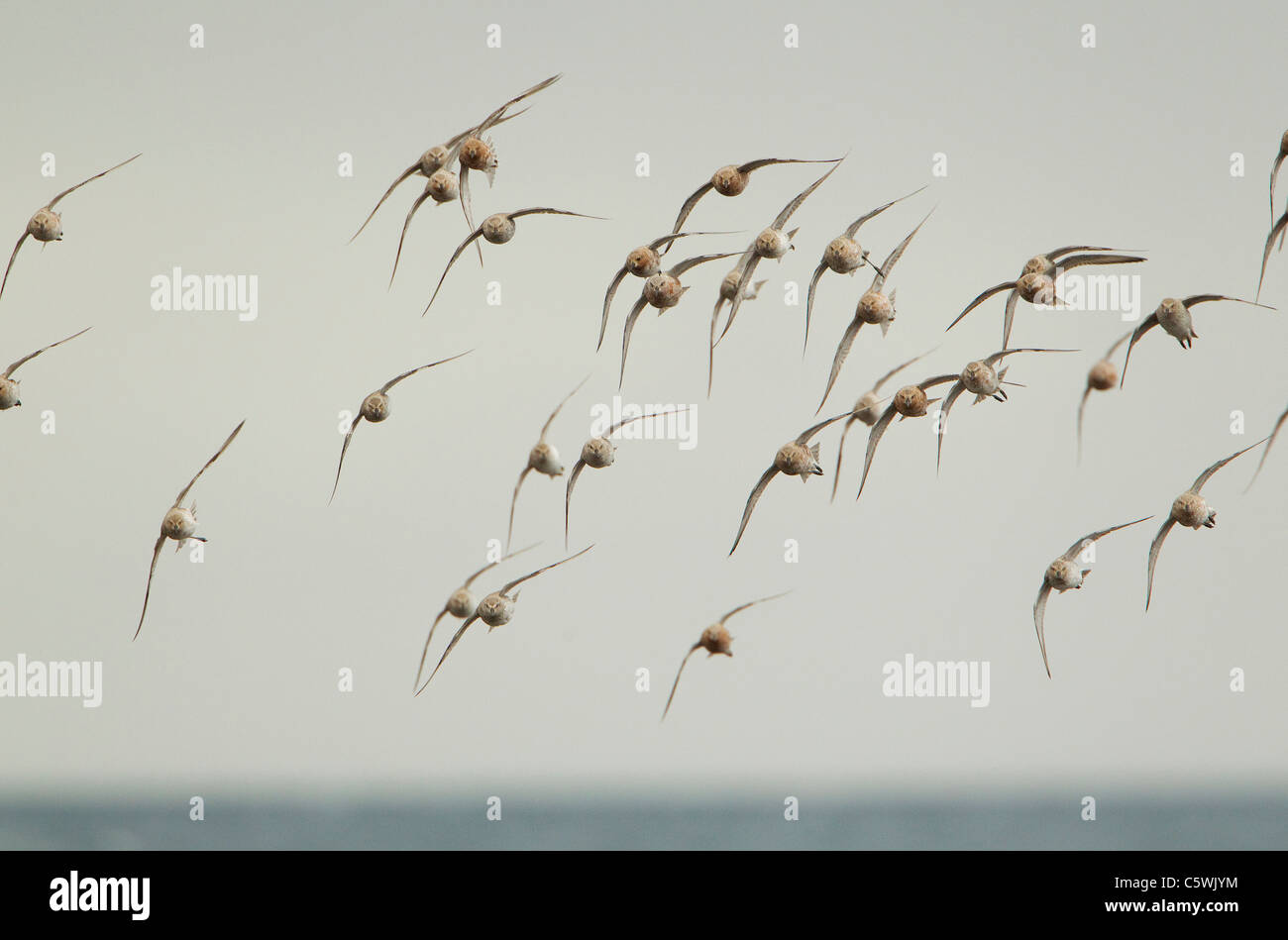 Knot (Calidris canutus), small flock in flight in spring plumage. Iceland. Stock Photo