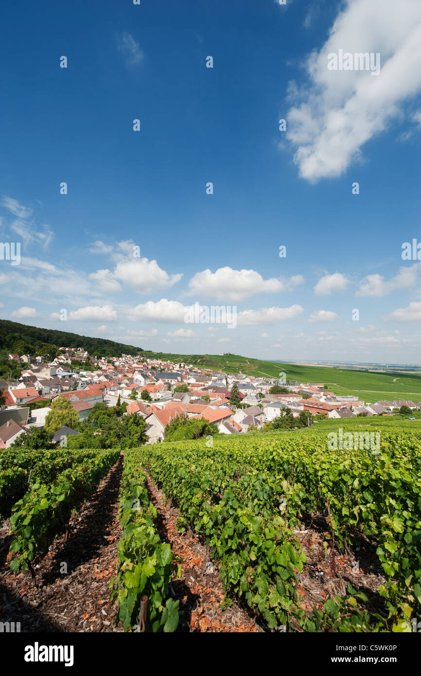 Vineyard At Verzy Montagne De Reims France Stock Photos