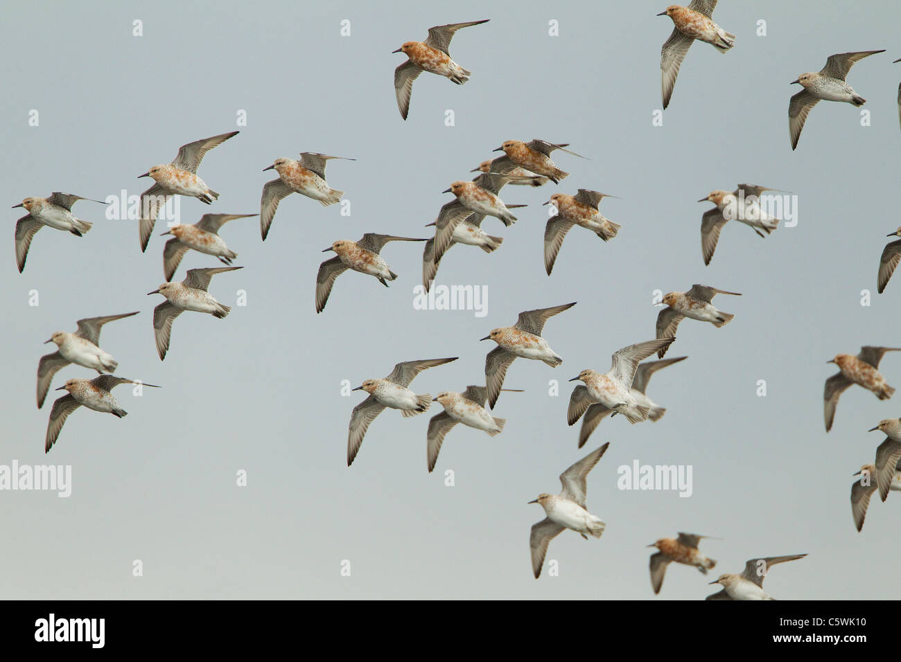 Knot (Calidris canutus), flock in flight in spring plumage. Iceland. Stock Photo