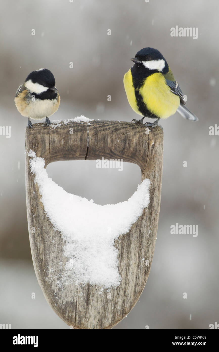 Great Tit (Parus major) and Coal Tit (Periparus ater, Parus ater) perched on spade handle in snow. Stock Photo