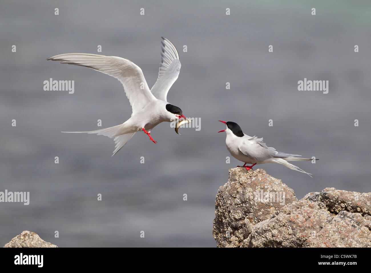 Arctic Tern (Sterna paradisaea). Courtship - male feeding female (sequence 1 of 3). Stock Photo