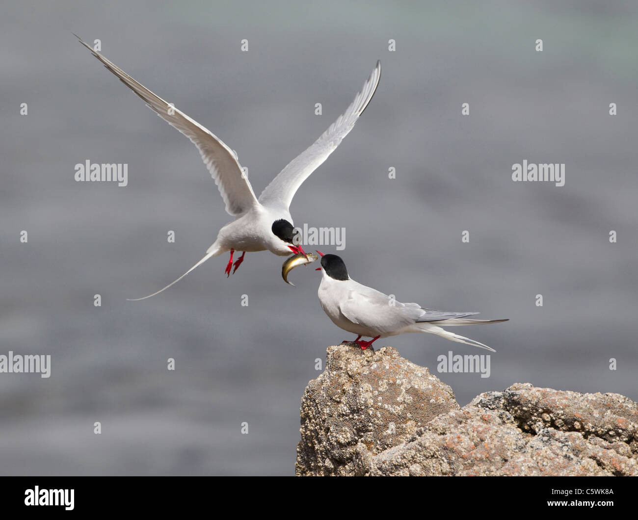 Arctic Tern (Sterna paradisaea). Courtship - male feeding female (sequence 2 of 3). Stock Photo