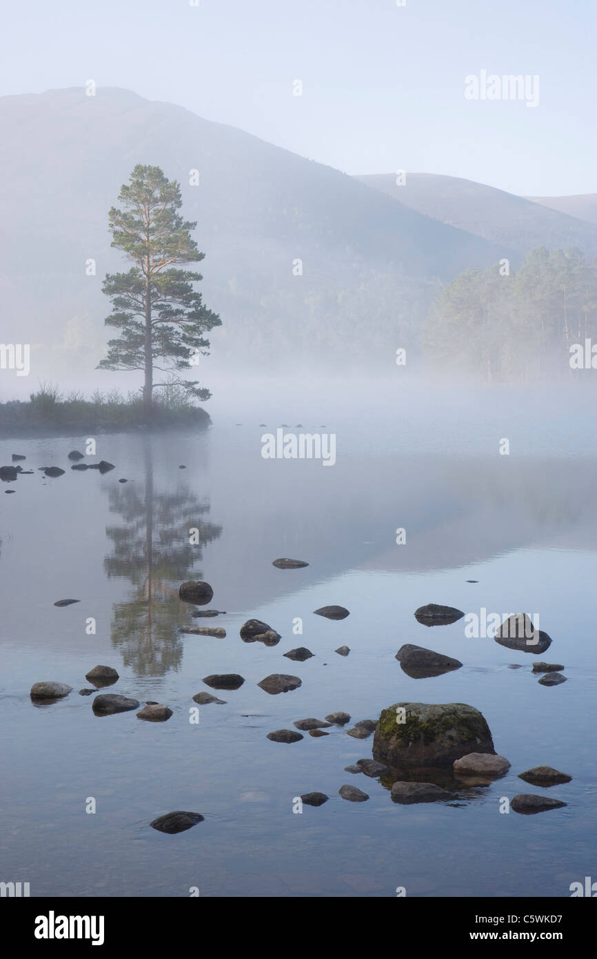 Loch an Eilein on spring morning, Rothiemurchus Forest, Cairngorms National Park, Scotland, Great Britain. Stock Photo