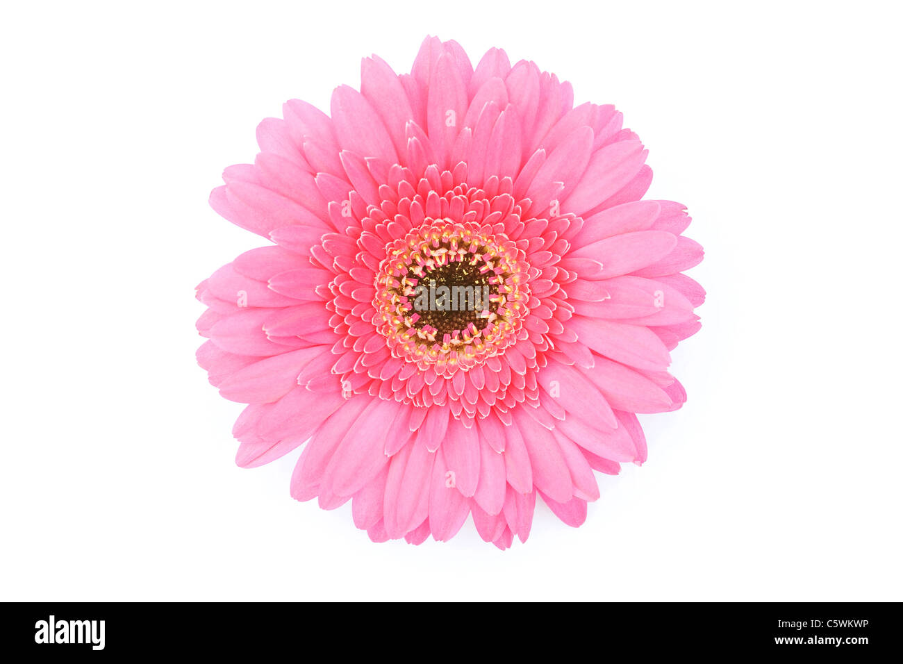 Pink Gerbera on white background. Stock Photo