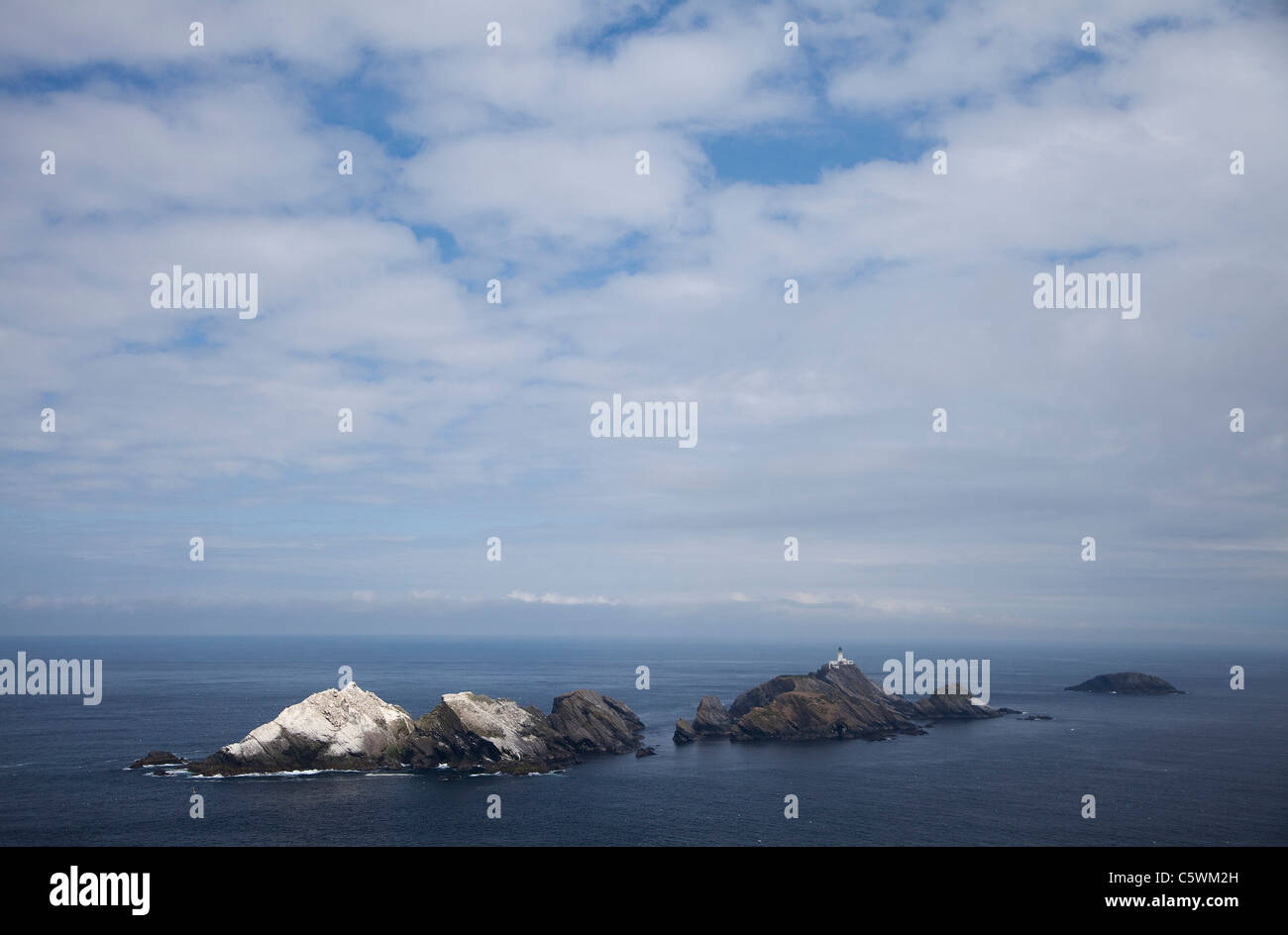 Northern Gannet (Sula bassana, Morus bassanus). Breeding colony on Muckle Flugga, the UKs most northerly point Stock Photo