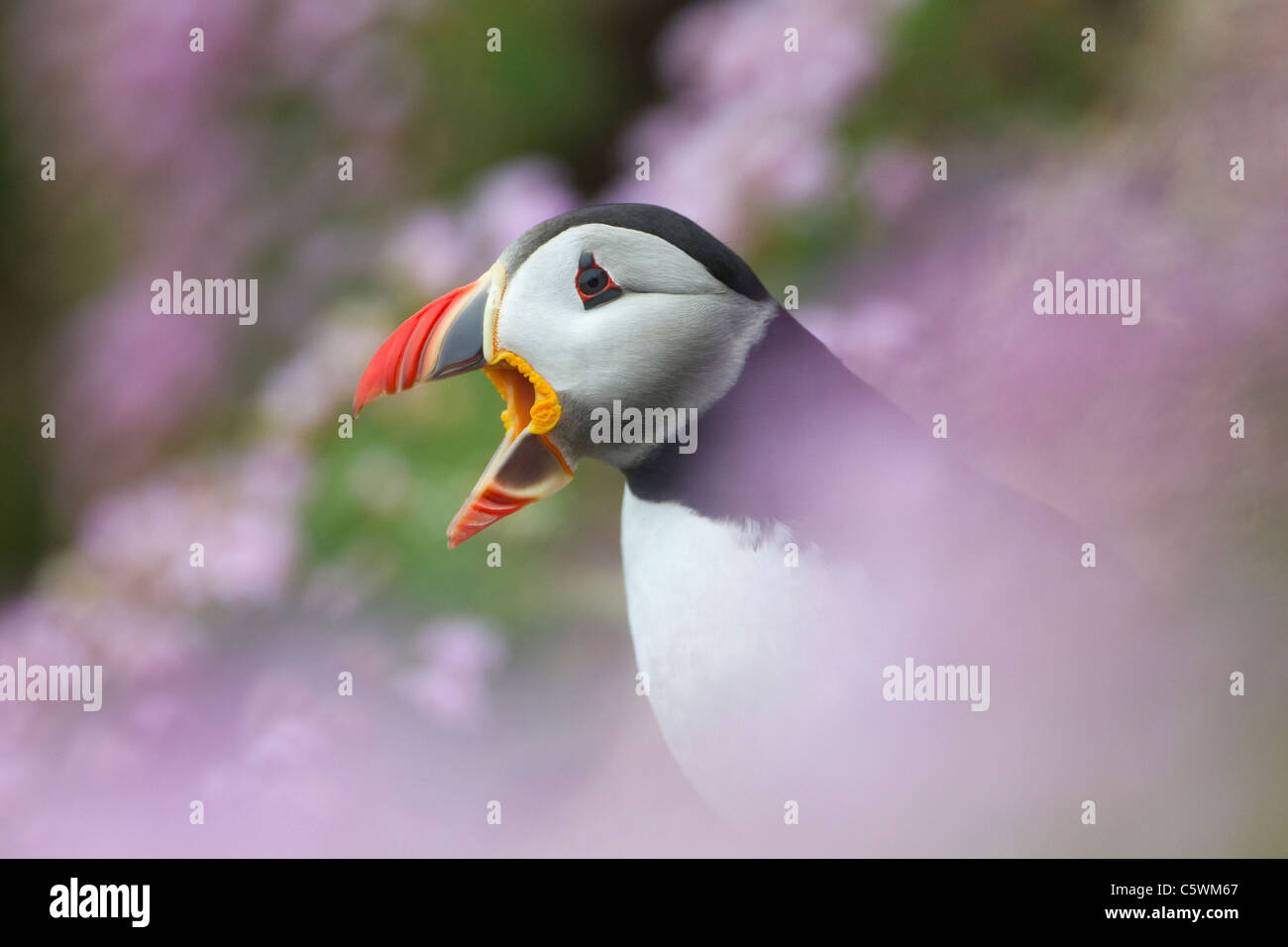 Calling Atlantic Puffin (Fratercula arctica) standing on a cliff amongst flowering Thrift (Armeria maritima) Stock Photo